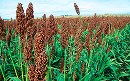 Sementi sorgo - Novasem srl