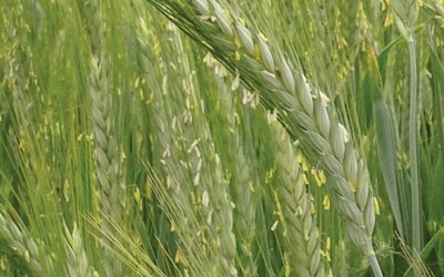 Sementi triticale - Novasem srl